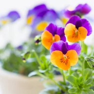 Kerti árvácska, Viola sp.