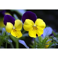 Kisvirágú árvácska, Viola cornuta