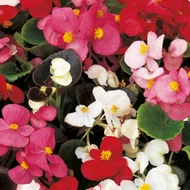 Begónia, Begonia semperflorens