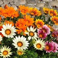 Záporvirág (Napvirág), Gazania rigens