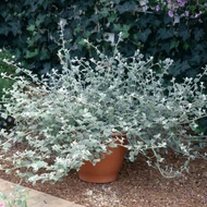 Szalmagyopár, Helichrysum petiolare