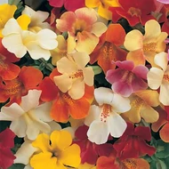 Bohócvirág, Mimulus burnetii