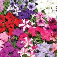 Petúnia, Petunia x hybrida, grandiflora