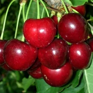 Cseresznye, Prunus avium