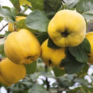 Birs, Cydonia oblonga