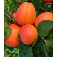 Kajszibarack, Prunus armeniaca