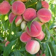 Őszibarack, Prunus persica