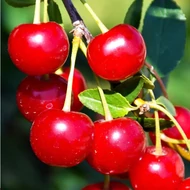 Meggy, Prunus cerasus