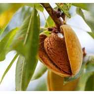 Mandula, Prunus dulcis