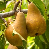 Körte, Pyrus communis