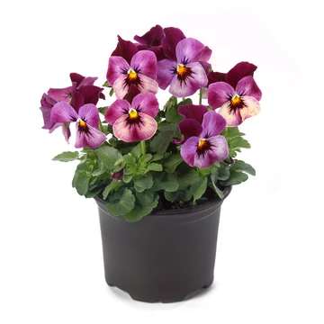 Viola cornuta - Málna színű árvácska (Raspberry)