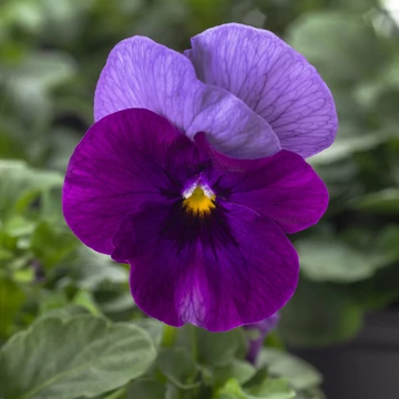 Viola cornuta - Kékeslila árvácska (Beaconsfield)