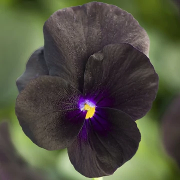 Viola cornuta - Fekete árvácska (Black)