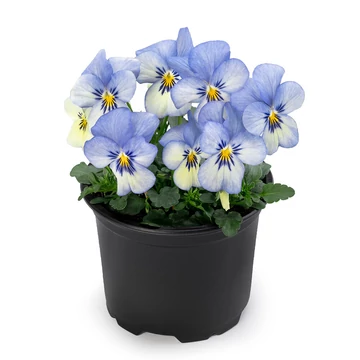 Viola cornuta - Halványkék árvácska (Blue Picotee)