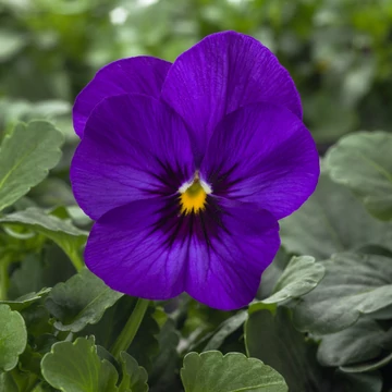 Viola cornuta - Mélykék árvácska