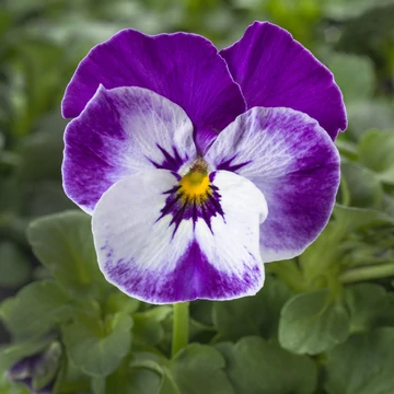 Viola cornuta - Kékfehér foltos árvácska (Delft Blue)