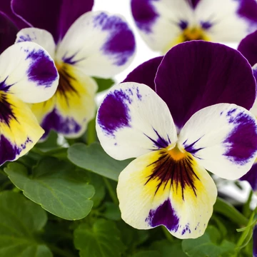 Viola cornuta - Lila foltos árvácska