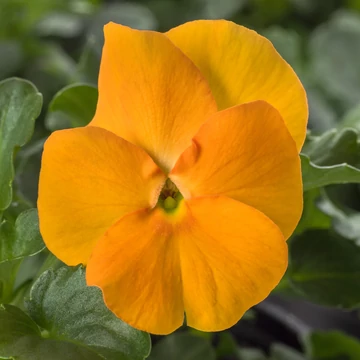 Viola cornura - Narancsszínű árvácska (Orange)