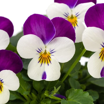 Viola cornuta - Fehér-halványlila árvácska (Persian PInk)