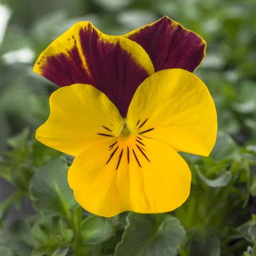 Viola cornuta - Sárga-bordó szárnyas árvácska (Red Wing)
