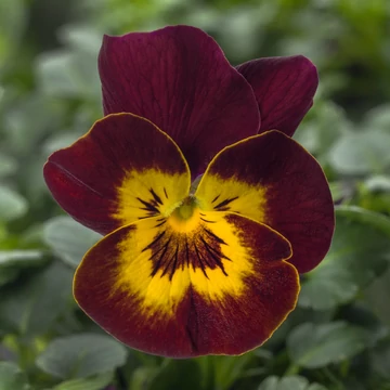 Viola cornuta - Bordó, sárga szemes árvácska