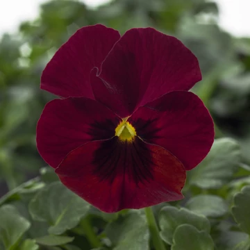 Viola cornuta - Bordó szemes árvácska (Red Blotch)