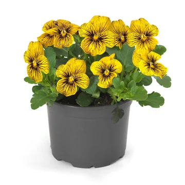 Viola cornuta - Sárga cirmos árvácska (Tiger Eye)