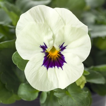 Viola cornuta - Fehér szemes árvácska (White/Blotch)