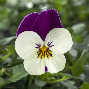 Viola cornuta - Fehér-lila árvácska (White/Purple)