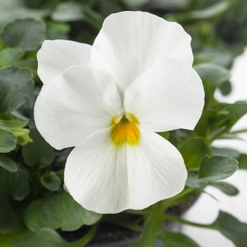 Viola cornuta - Fehér árvácska (White)