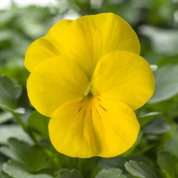 Viola cornuta - Citromsárga árvácska (Pure Yellow)