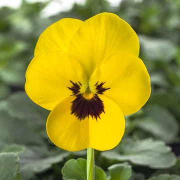 Viola cornuta - Sárga szemes árvácska (Yellow/Blotch)