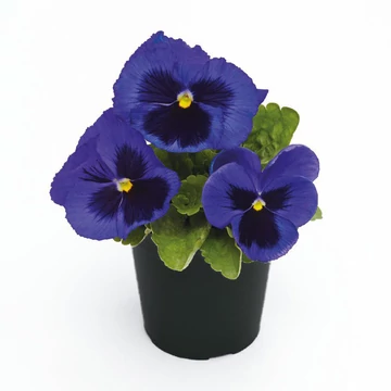 Viola x wittrockiana - Kék szemes árvácska (Blue Blotch)