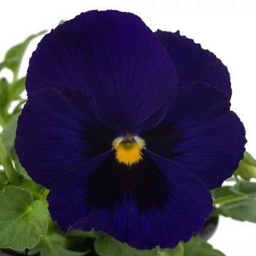 Viola x wittrockiana - Mélykék szemes árvácska (Deep Blue Blotch)