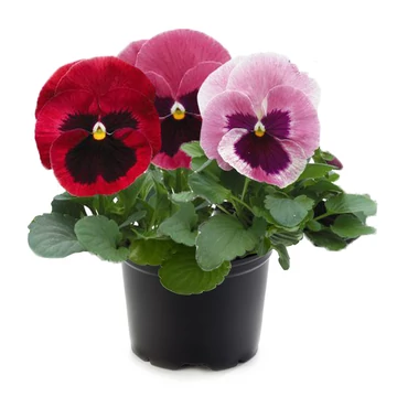 Viola x wittrockiana - Rózsaszín szemes árvácska (Pink Blotch Shade)