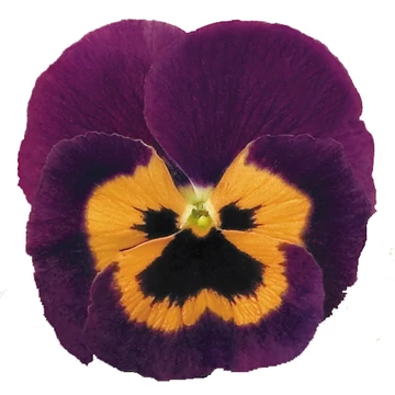 Viola x wittrockiana - Lila-narancs árvácska (Purple & Orange)