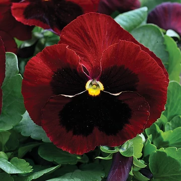 Viola x wittrockiana - Bordó szemes árvácska (Red Blotch)