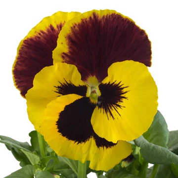 Viola x wittrockiana - Bordó-sárga árvácska (Red&Yellow)