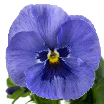 Viola x wittrockiana - Ezüstkék szemes árvácska (Metallic Blue Blotch)