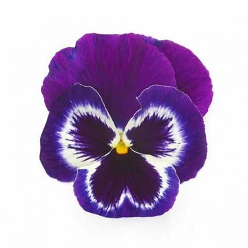 Viola wittrockiana - Lila szemes árvácska
