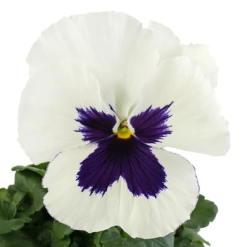Viola x wittrockiana - Fehér szemes árvácska (White Blotch)