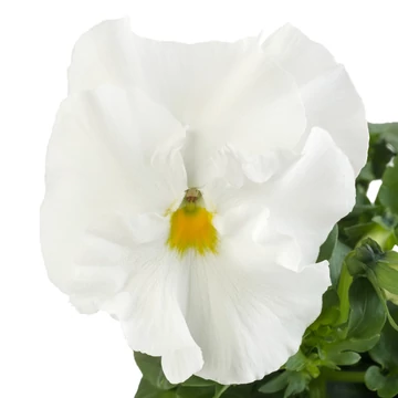 Viola x wittrockiana - Fehér árvácska (White)
