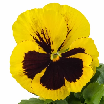 Viola x wittrockiana - Sárga szemes árvácska (Yellow Blotch)