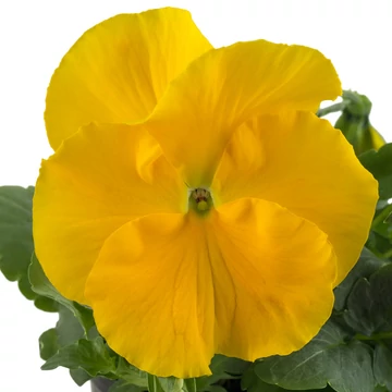 Viola x wittrockiana - Citromsárga árvácska (Yellow)