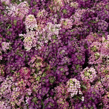 Alyssum - Lila-rózsaszín mézvirág
