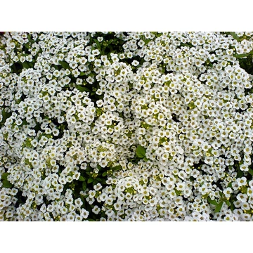Alyssum - Fehér mézvirág