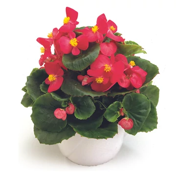 Begonia - Rózsaszín virágú, zöld levelű begónia