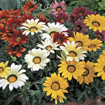 Gazania - Záporvirág MIX