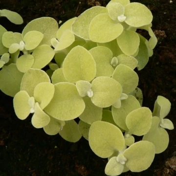 Helichrysum - Szalmagyopár sárga