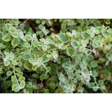 Helichrysum - Szalmagyopár tarka